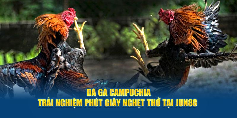 da ga campuchia trai nghiem phut giay nghet tho tai jun88